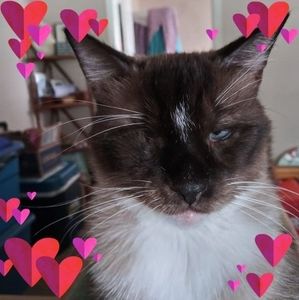 Meet your Posher, Messtella